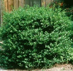 Winterberry &#39;Southern Gentleman&#39; - Ilex Verticllata