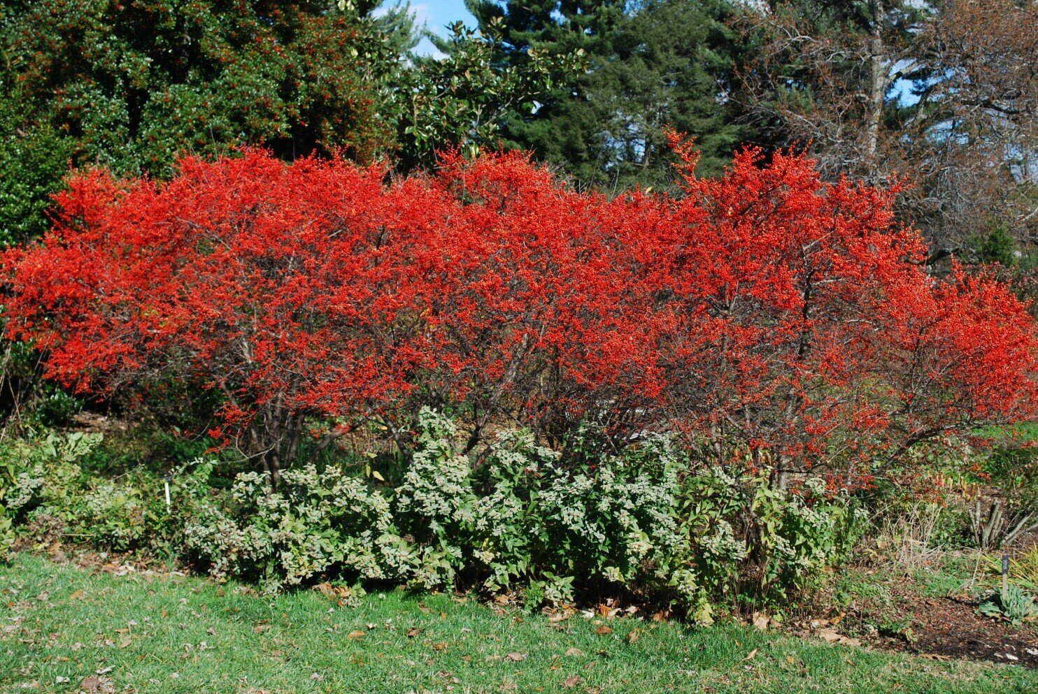 Winterberry &#39;Sparkleberry&#39; - Ilex Verticillata