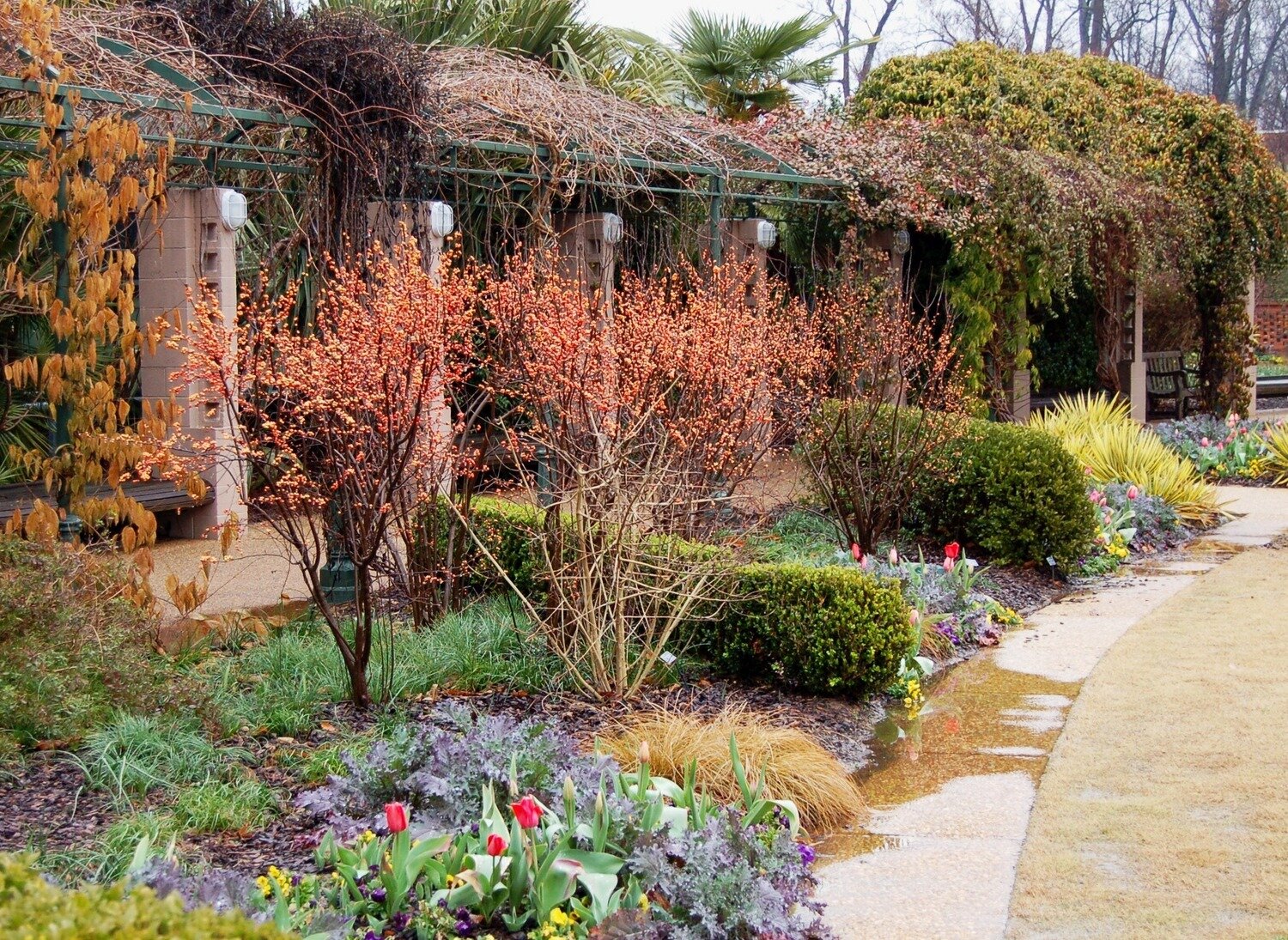 Winterberry &#39;Winter Gold&#39; - Ilex Verticillata