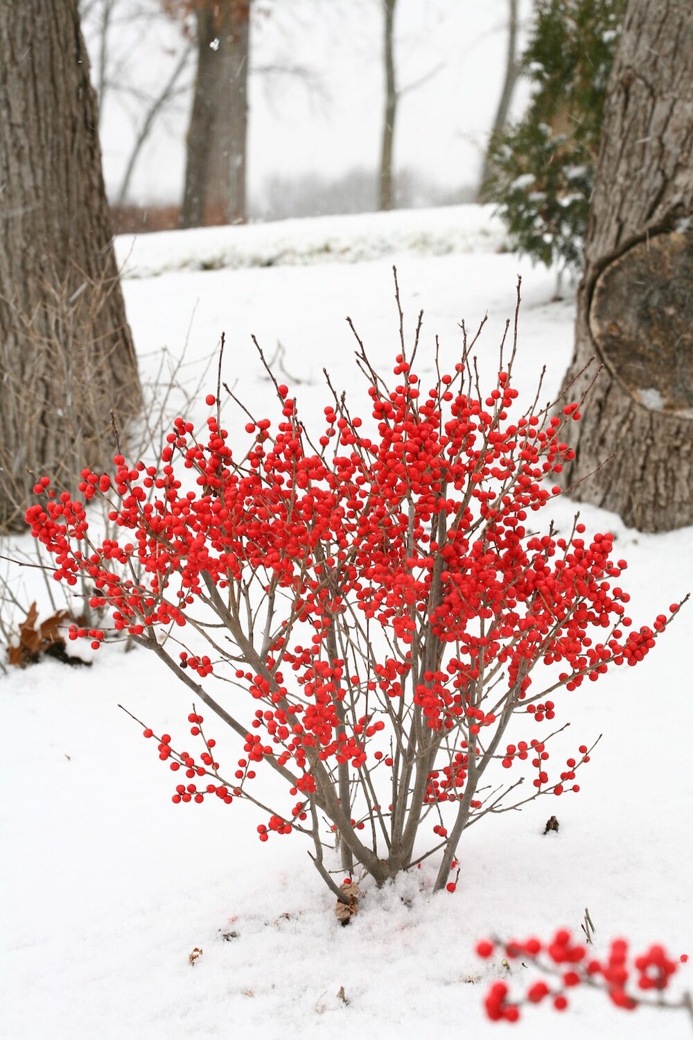 Winterberry &#39;Winter Red&#39; - Ilex Verticillata