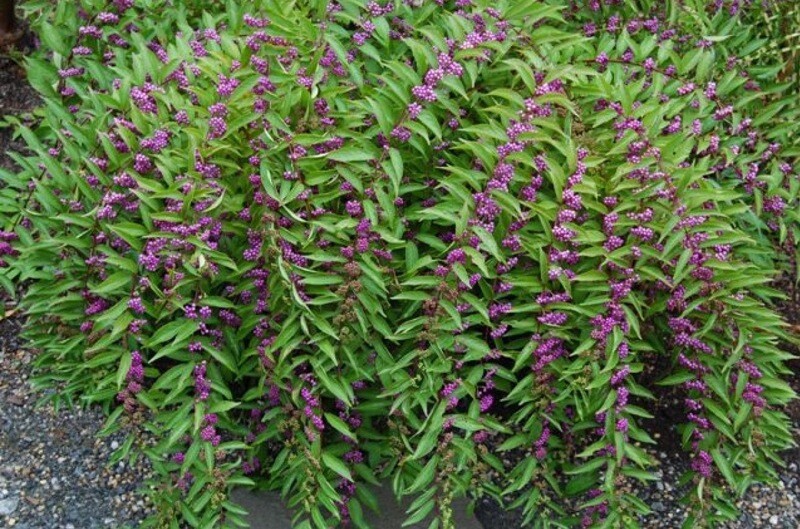 Beautyberry &#39;Early Amethyst &#39;