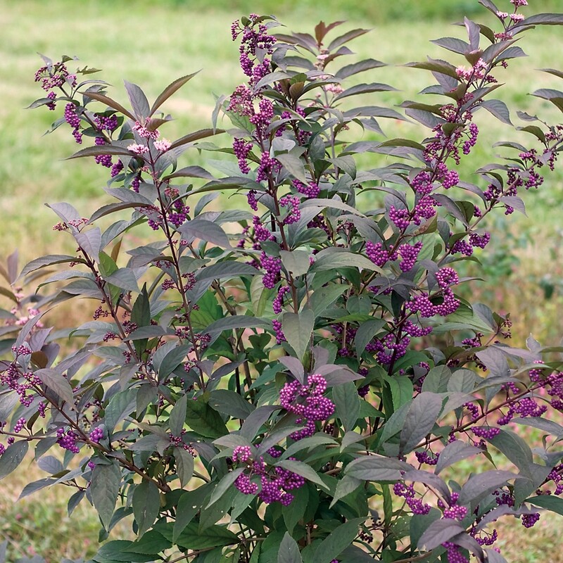 Beautyberry &#39;Purple Pearls&#39; - Callicarpa