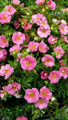 Cinquefoil &#39;Pink Beauty&#39; - Potentilla Fruticosa