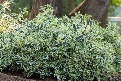Diervilla &#39;Cool splash&#39;