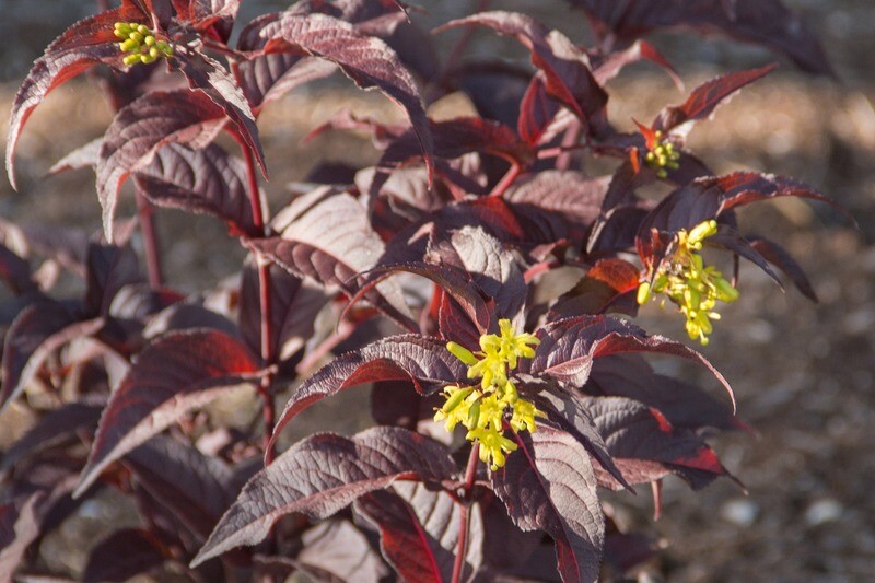 Diervilla &#39;Firefly Nightglow&#39;