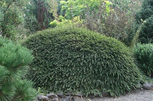 Cotoneaster &#39;Little Gem&#39; - Cotoneaster Adpressus