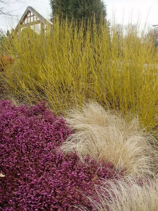 Dogwood &#39;Yellow Twig&#39; - Cornus Sericea