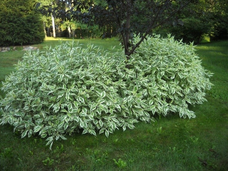 Dogwood &#39;Silver and Gold&#39; - Cornus Sericea
