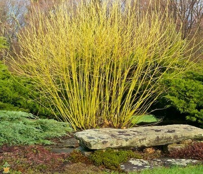 Dogwood &#39;Budd’s Yellow&#39; - Cornus Sericea