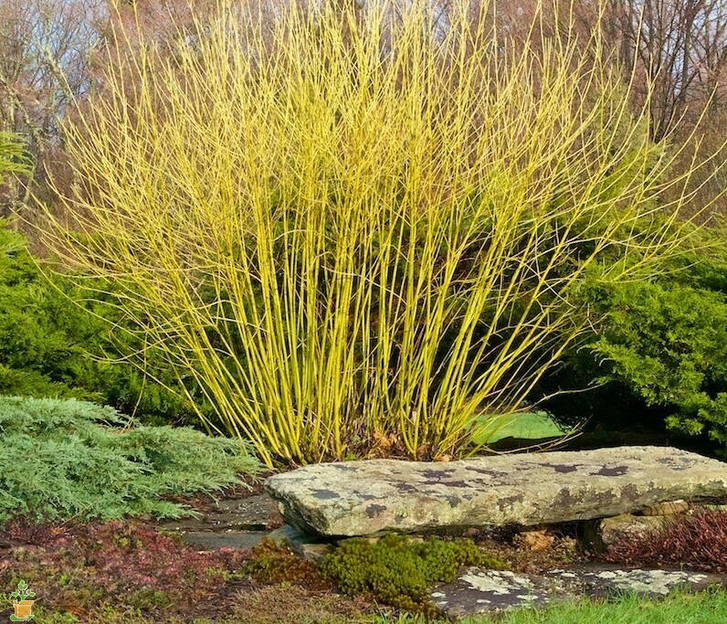 Dogwood &#39;Budd’s Yellow&#39; - Cornus Sericea