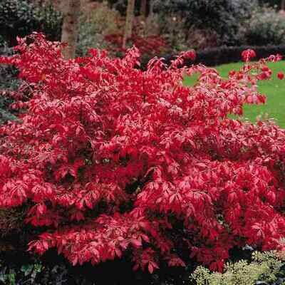 Dwarf Burning Bush