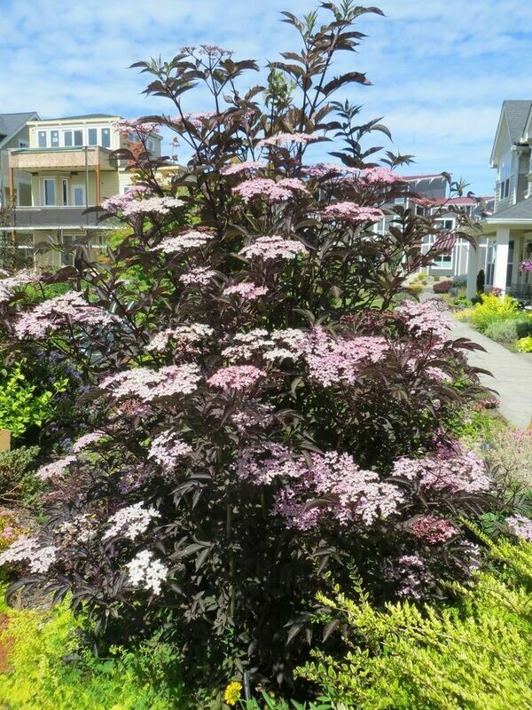 Elderberry &#39;Black Lace&#39; - Sambucus Nigra