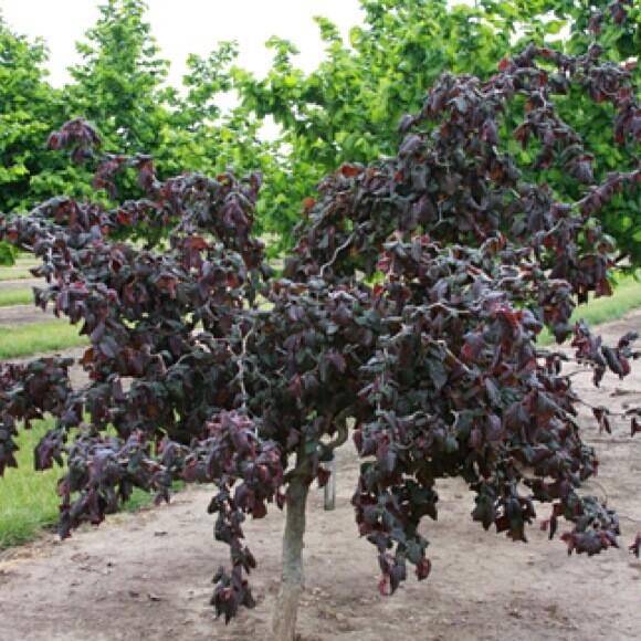 Harry Lauder&#39;s Walking Stick &#39;Red Dragon&#39; - Corylus Avellana