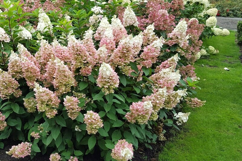 Hydrangea &#39;Lavalamp ‘Candelabra’&#39;