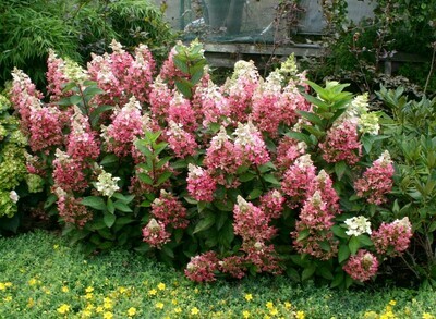 Hydrangea &#39;Lavalamp ‘Flare’&#39;