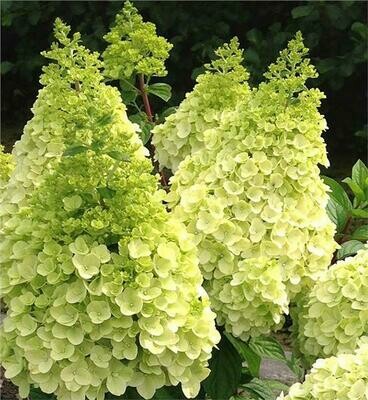 Hydrangea &#39;Lavalamp ‘Moonrock’&#39;