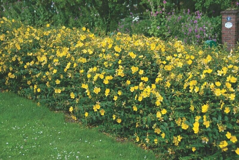 Hypericum &#39;Hidcote&#39; - Hypericaceae