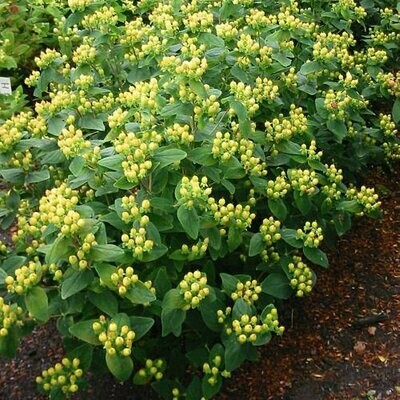 Hypericum &#39;Magical Desire&#39; - Hypericaceae