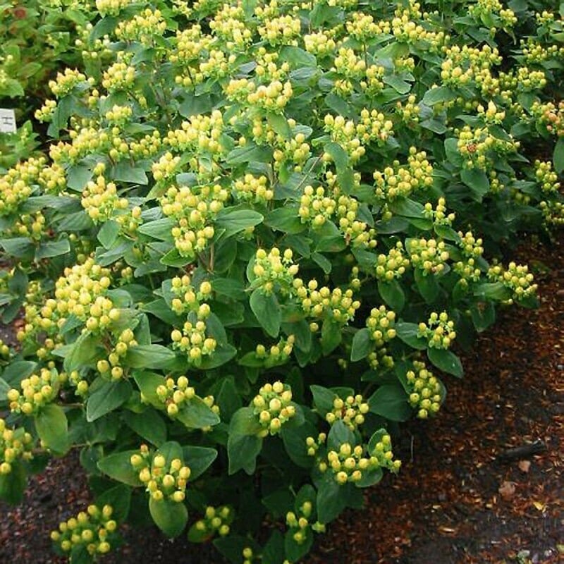 Hypericum &#39;Magical Desire&#39; - Hypericaceae