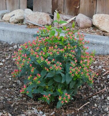 Hypericum &#39;Red Star&#39; - Hypericaceae