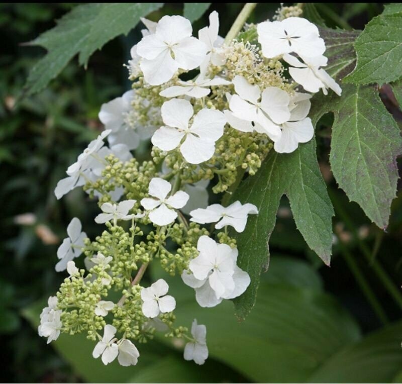 Oakleaf Hydrange &#39;Ice Crystal&#39; - Hydrangea Quercifolia