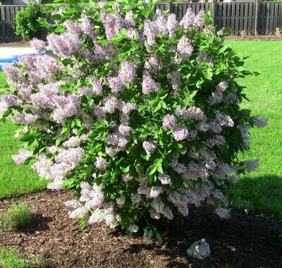 Lilac &#39;Miss Kim&#39; - Syringa Pubescens