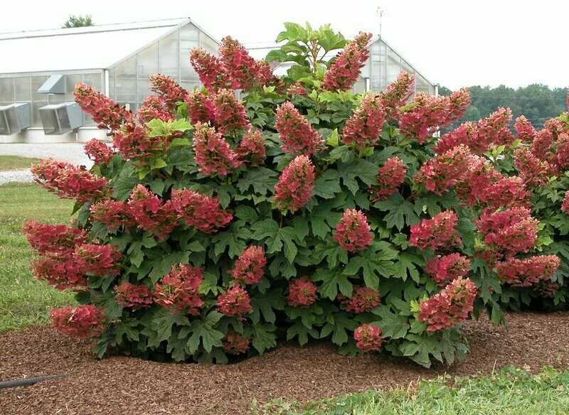 Oakleaf Hydrange &#39;Ruby Slippers&#39; - Hydrangea Quercifolia