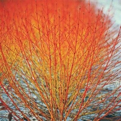 Red Twig Dogwood &#39;Arctic Sun&#39; - Cornus Sericea