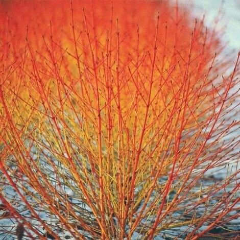 Red Twig Dogwood &#39;Arctic Sun&#39; - Cornus Sericea