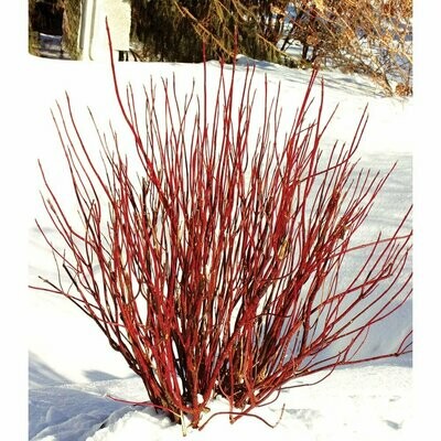 Red Twig Dogwood &#39;Arctic Fire&#39; - Cornus