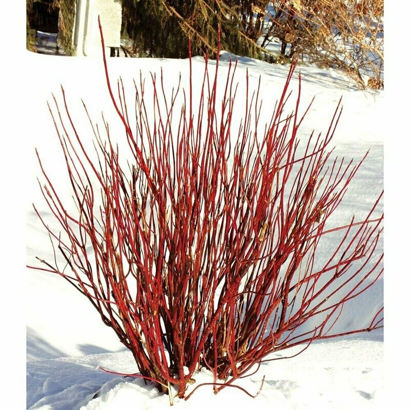 Red Twig Dogwood &#39;Arctic Fire&#39; - Cornus