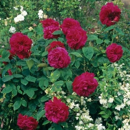 Rose &#39;David Austin &#39;LD Braithwaite&#39;&#39;
