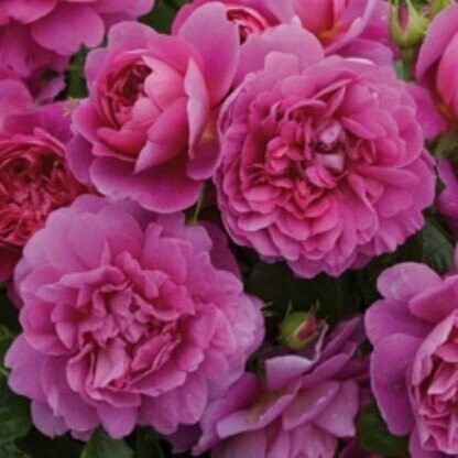 Rose &#39;David Austin &#39;Princess Anne&#39;&#39;