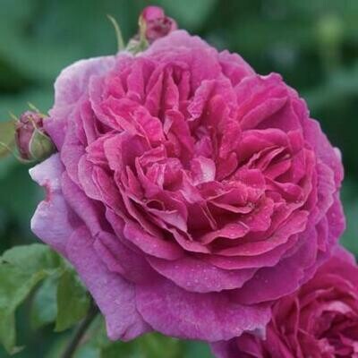 Rose &#39;David Austin &#39;Young Lycidas&#39;