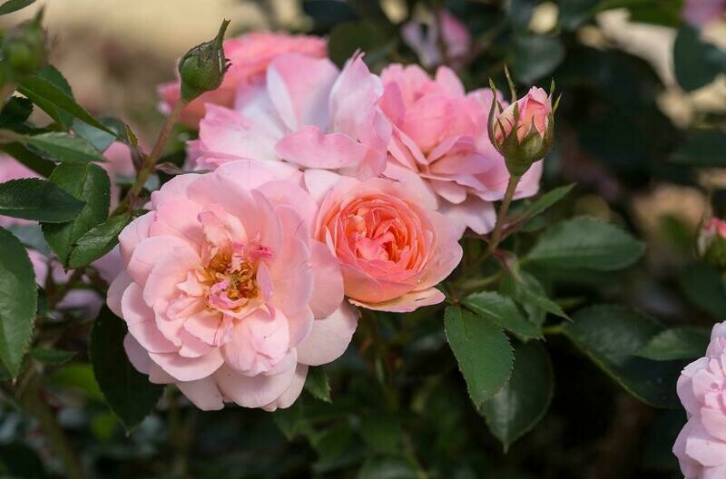 Rose &#39;Easy Elegance ‘Calypso’&#39;