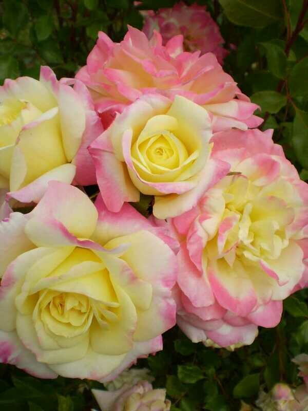 Rose &#39;Easy Elegance ‘Music Box’&#39;