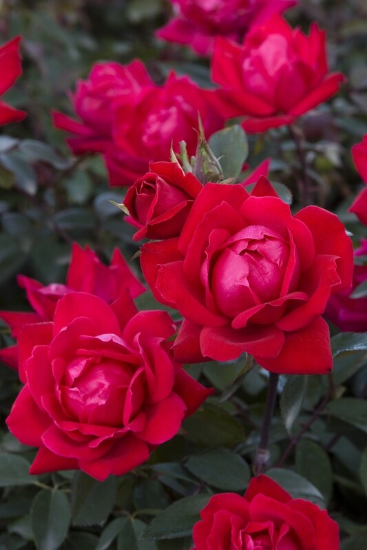 Rose &#39;Knock Out &#39;Double&#39;&#39;