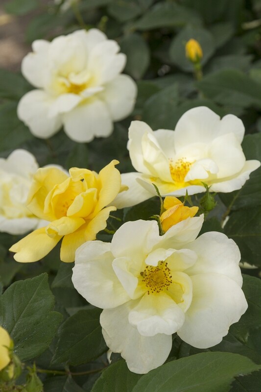 Rose &#39;Knock Out &#39;Sunny&#39;&#39;