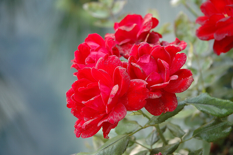 Rose &#39;Kolorscape ‘Milano’&#39;