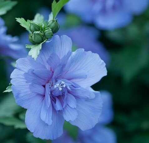 Rose of Sharon &#39;Blue Chiffon&#39; - Hibiscus Syriacus