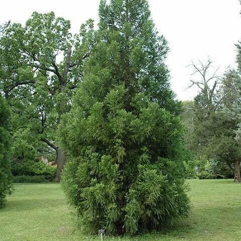 Cryptomeria &#39;Yoshino&#39; - Cryptomeria Japonica