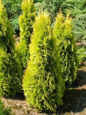 Arborvitae &#39;Forever Goldy&#39; - Thuja Plicata