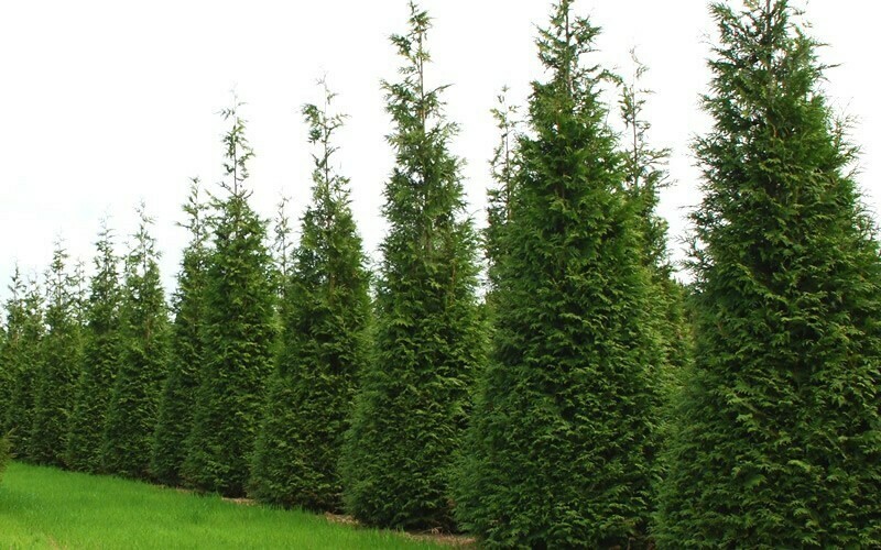Arborvitae &#39;Steeplechase&#39; - Thuja