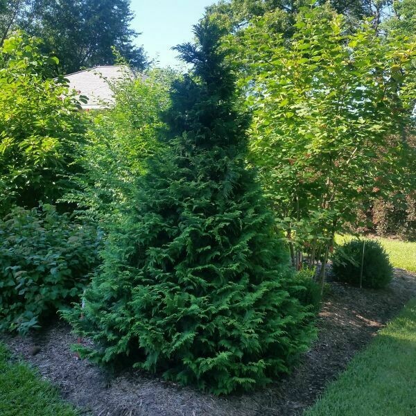 False Cypress &#39;Soft Serve&#39; - Chamaecyparis