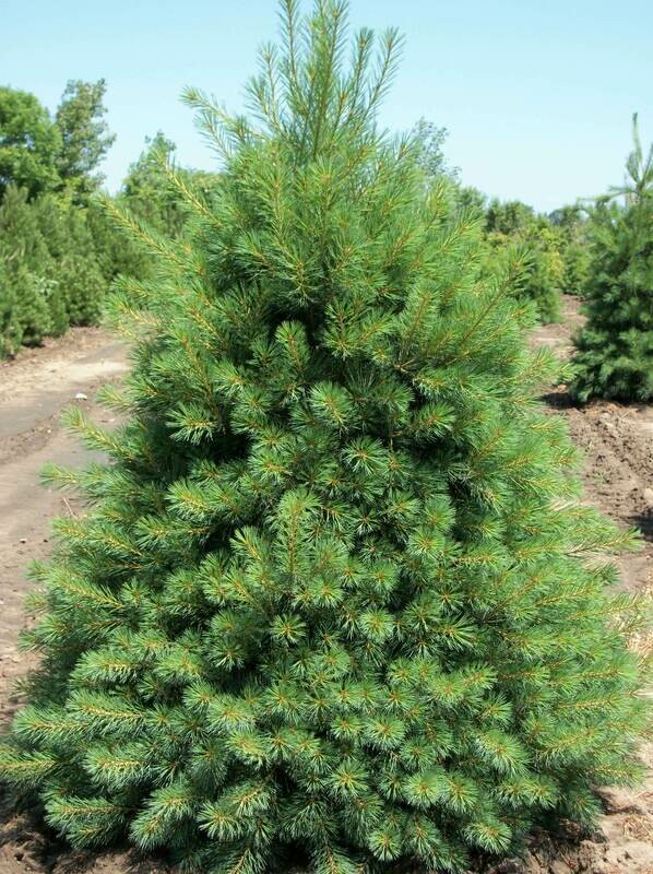 Eastern White Pine - Pinus strobus