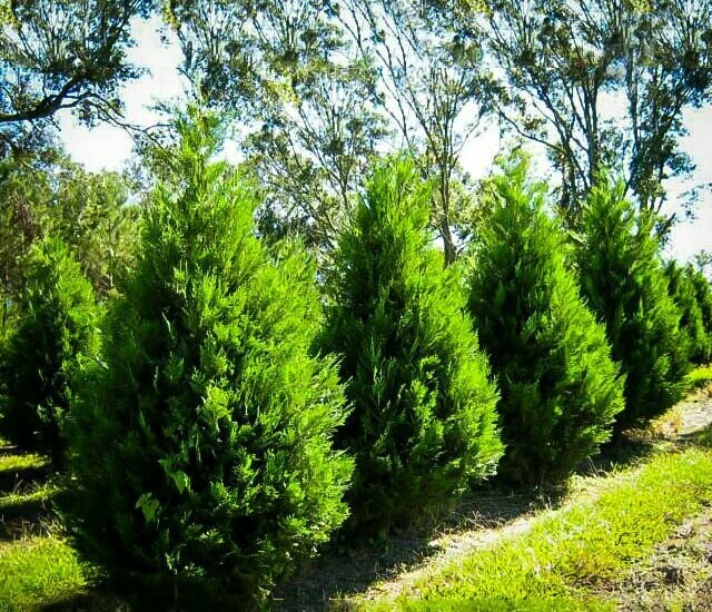 Leyland Cypress - Cupressocyparis Leylandii