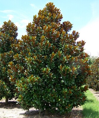 Magnolia 'Bracken Brown Beauty'