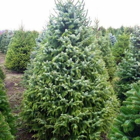 Serbian Spruce - Picea omorika