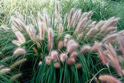 Fountain Grass 'Red Head' - Pennisetum Setaceum