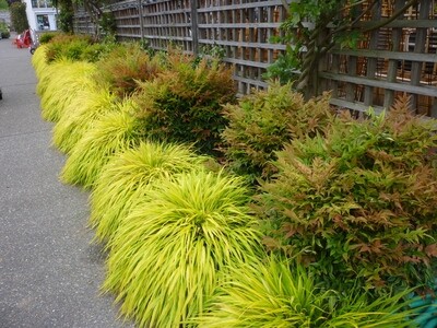 Japanese Forest Grass &#39;All Gold&#39; - Hakone